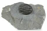 Mrakibina Trilobite - Mrakib, Morocco #353034-2